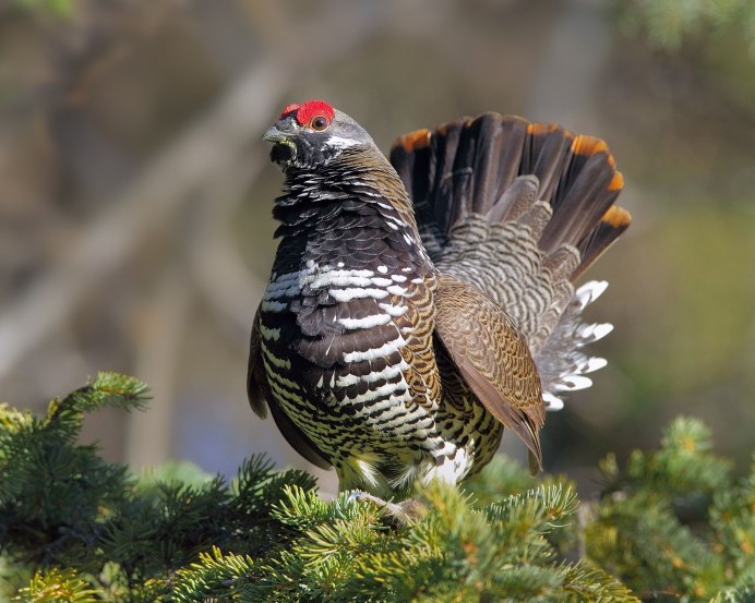 Глухарь в тайге