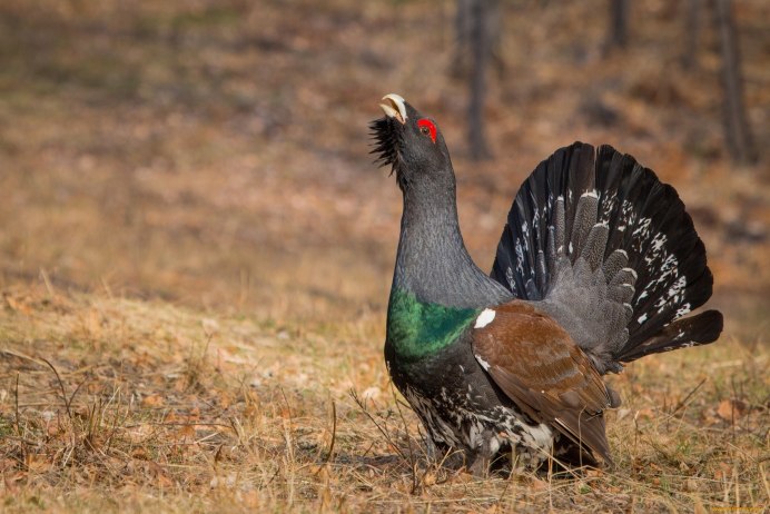Тетерев обыкновенный