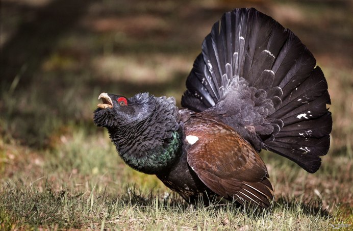 Чернобрюхий Глухарь Tetrao urogallus Major