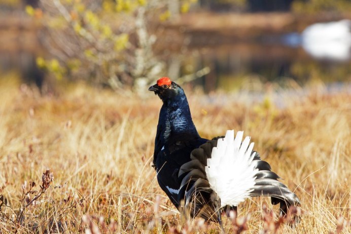 Глухарь (Tetrao urogallus)