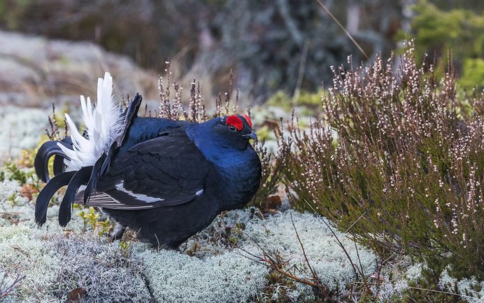 Тетерев фото птицы крупным планом