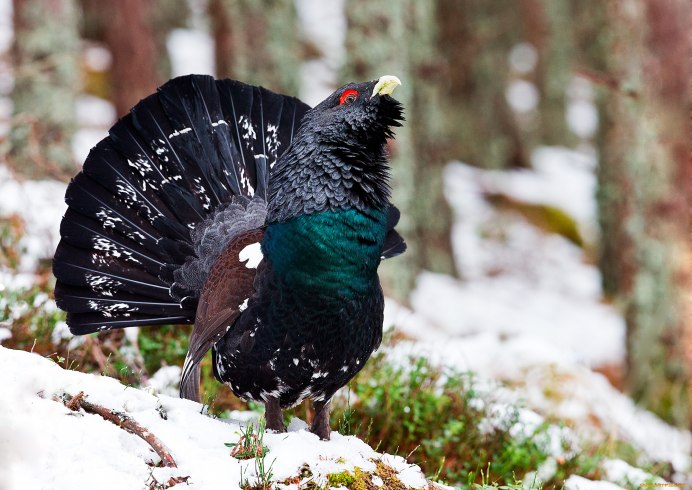 Птицы Глухарь тетерев