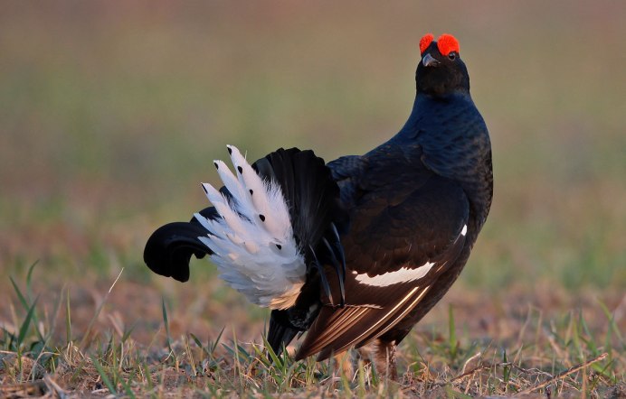 Тетерев-Косач Урал