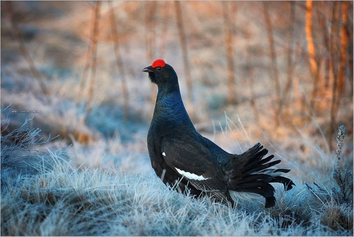 Тетерев полевой, тетерев-Косач (Lyrurus Tetrix)