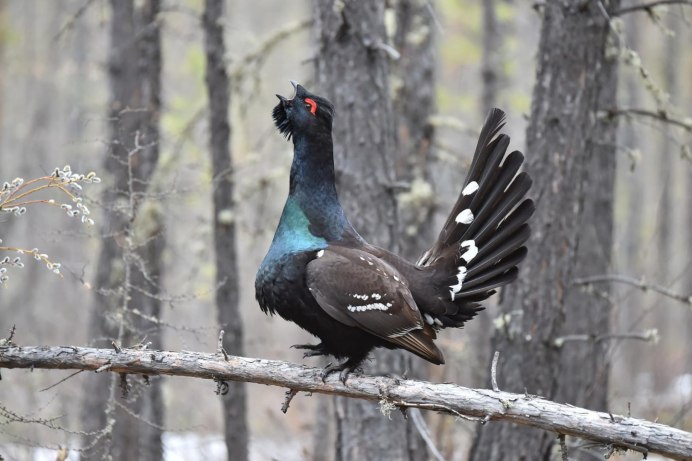 Чернобрюхий Глухарь Tetrao urogallus Major