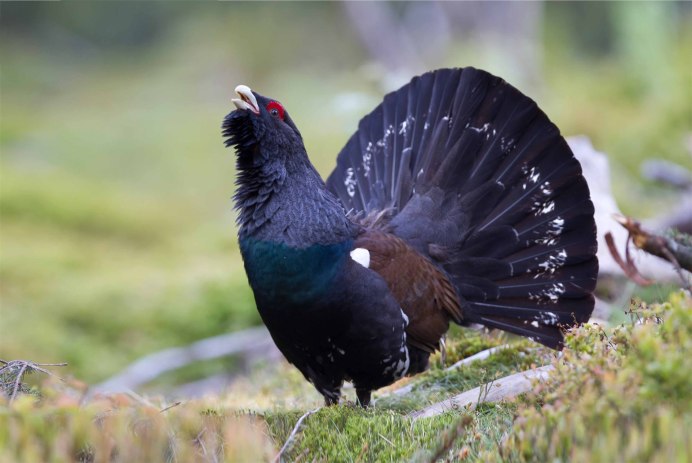 Тетерев Глухарь Косач