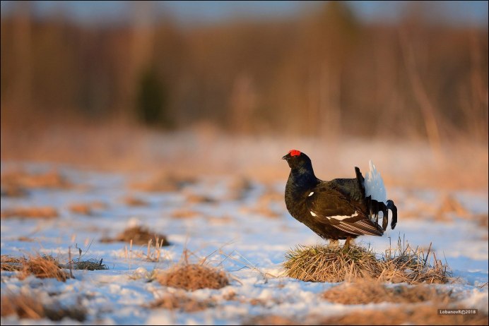 Тетерев Глухарь Косач