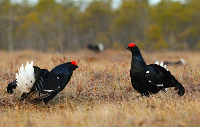 Полевой тетерев