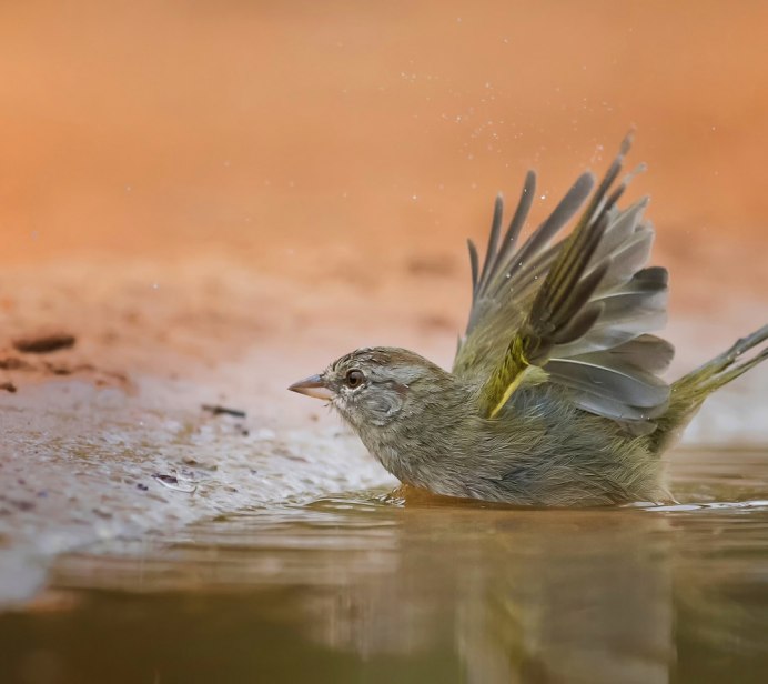 Птица купается в воде