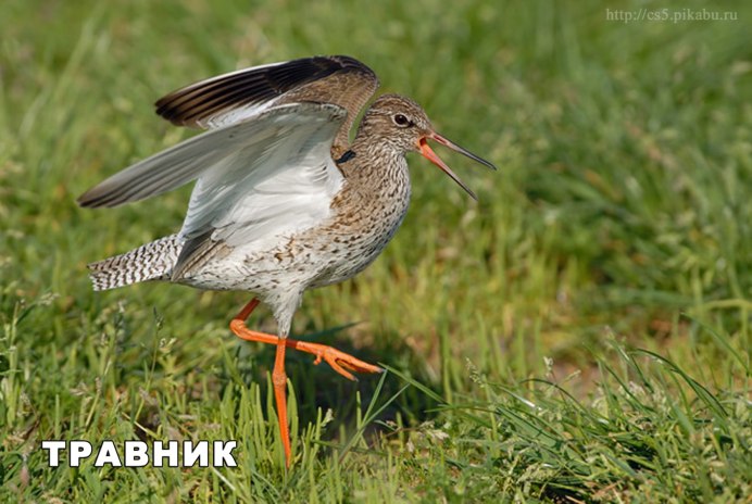 Фото gif серого цвета птица травник