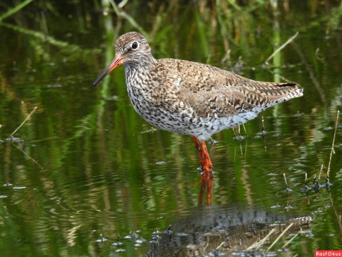 Tringa totanus