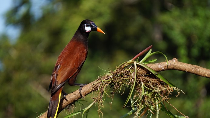 Майна обыкновенная (common Myna).