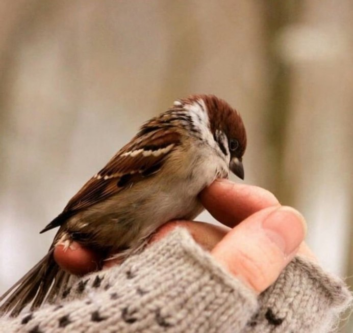 Декоративный Воробей