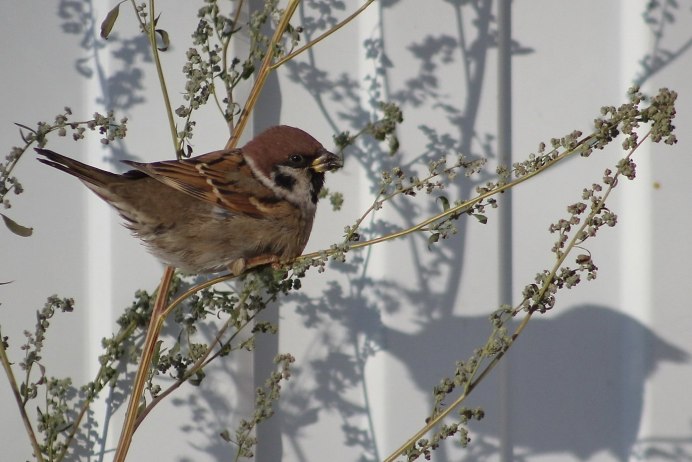 Золотой суданский Воробей