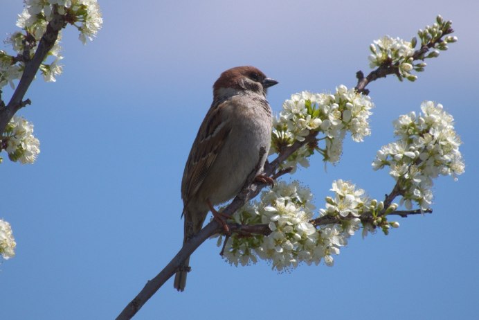 Воробей на цветущей сливе