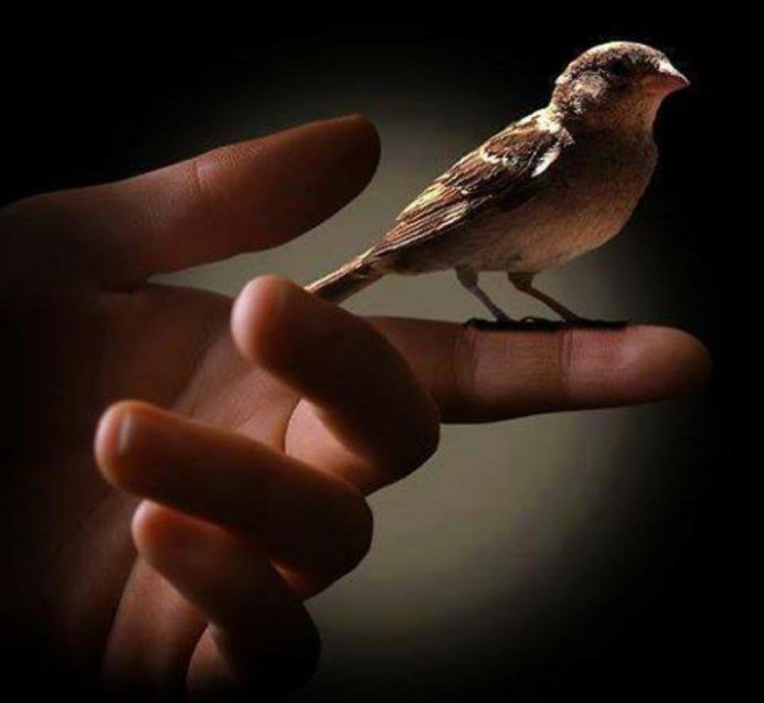 Воробей лежит