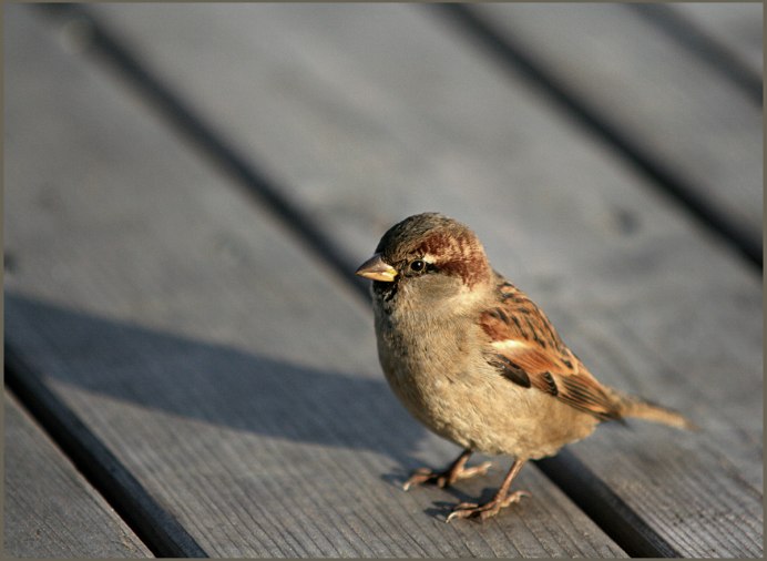 Американский Воробей