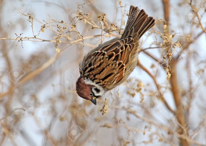 Воробей в полете