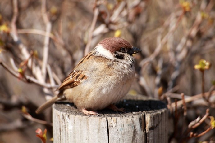 Японский Воробей