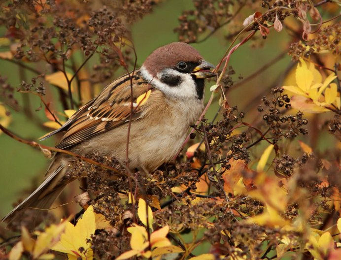Воробей обыкновенный