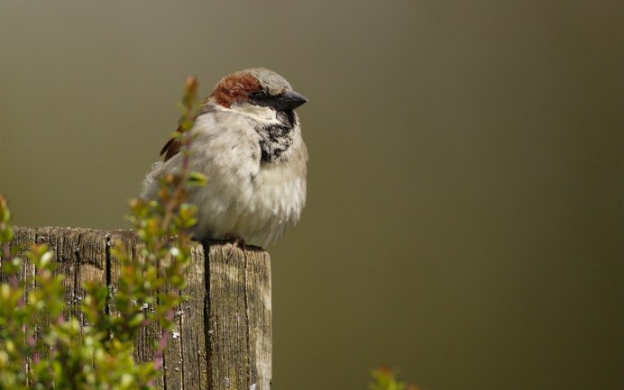 Воробушек клюет