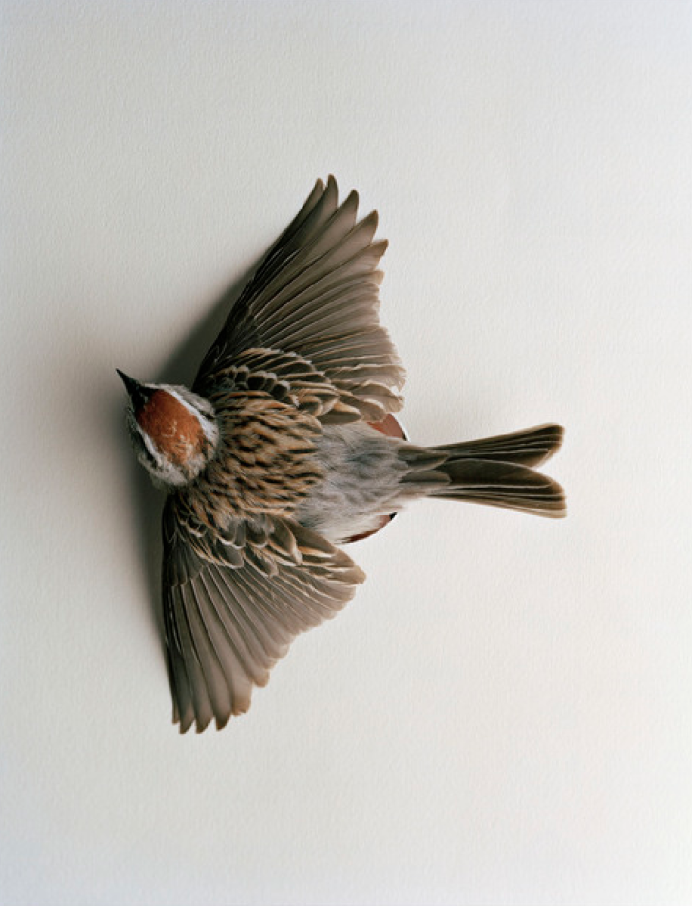 Грустный Воробушек