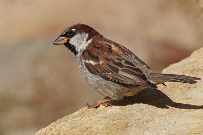 Скамейка с птицами