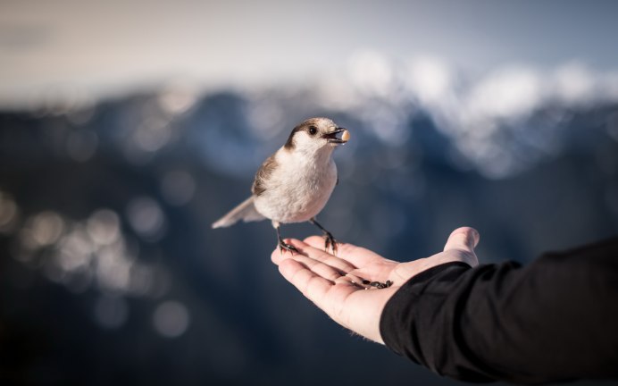 Птица на ладони