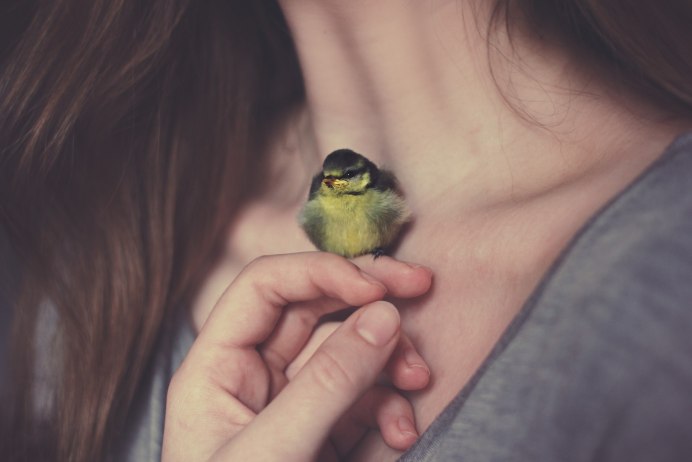 Птицы поют на рассвете