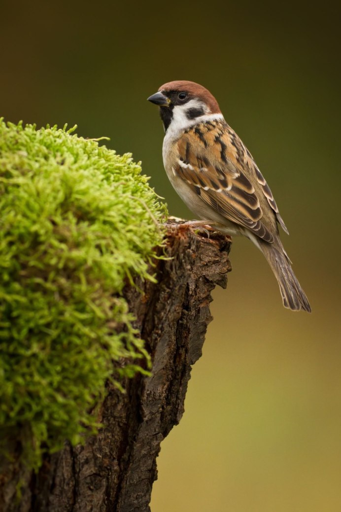 Воробьи весной