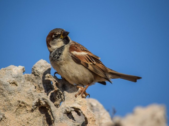 Птицы ладошками