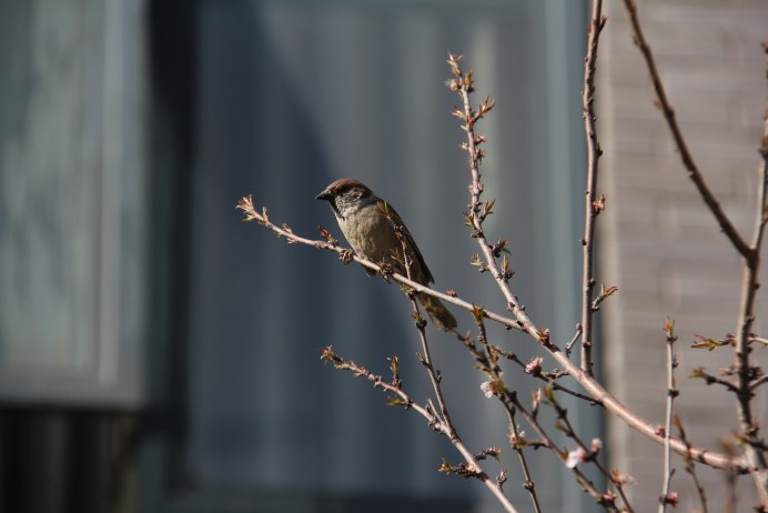 Оранжевый Воробей