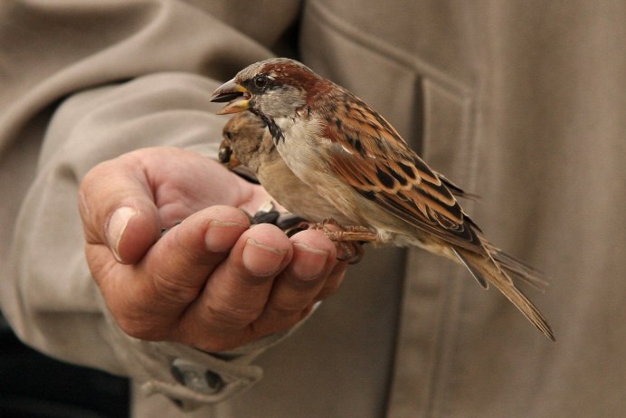 Воробей прыгает