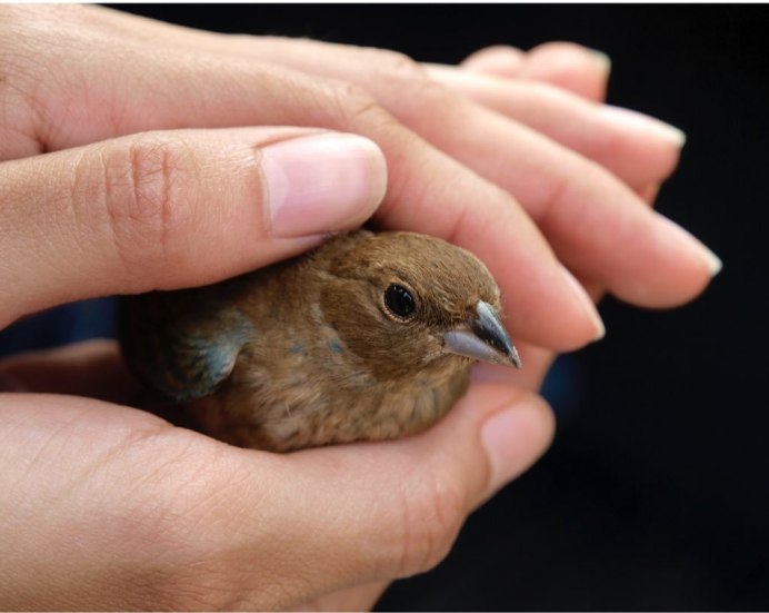 Птица на ветке