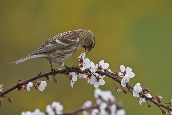 Воробей на дереве