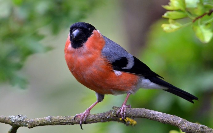 Дрозд-рябинник (turdus pilaris)