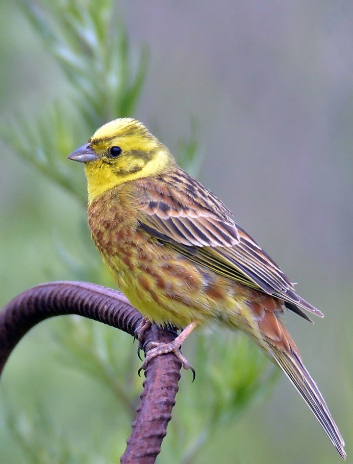 Певчие птицы овсянка