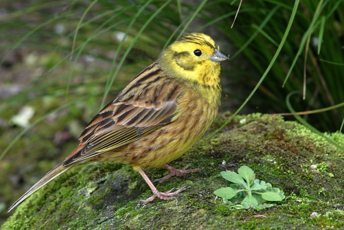 Emberiza hortulana