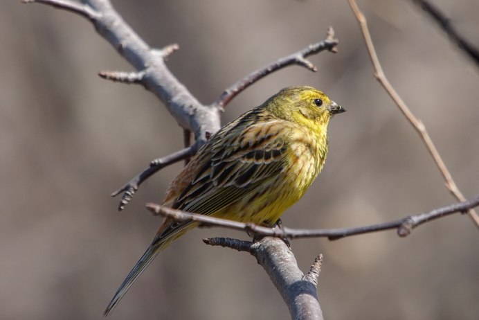 Овсянка обыкновенная птица