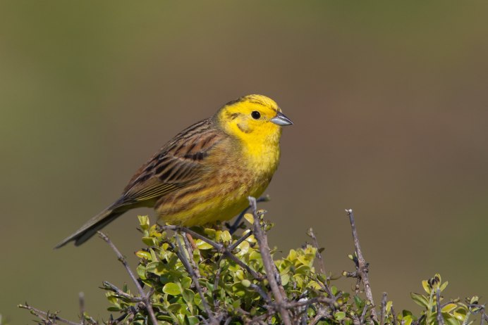 Citrinella птица