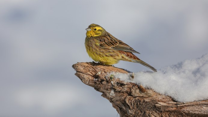 3. Овсянка обыкновенная (Emberiza citrinella),