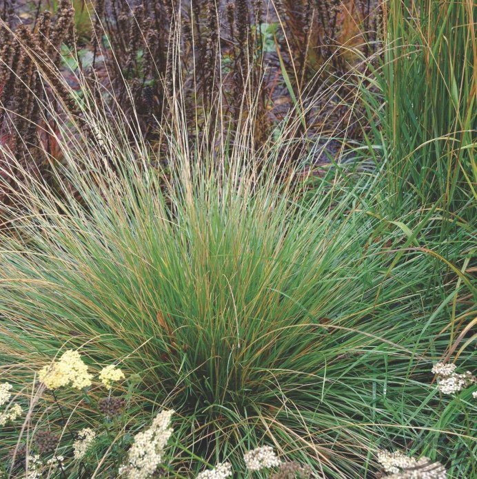 Овсянка обыкновенная птица