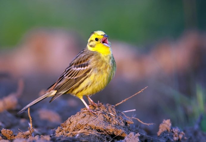 Emberiza citrinella