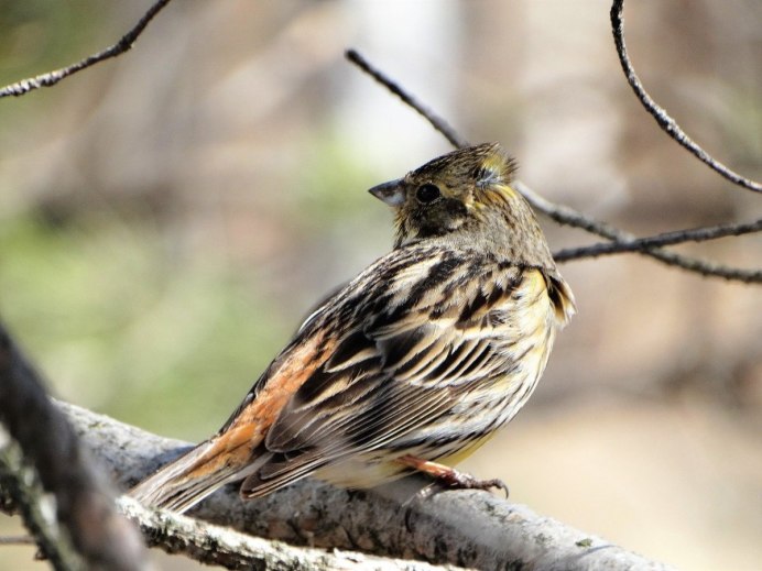 Овсянка птичка