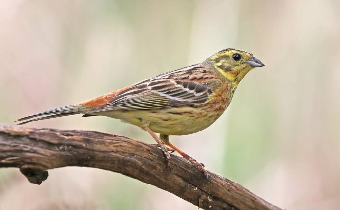 Emberiza citrinella
