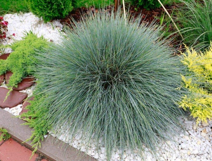 Овсянница Майри