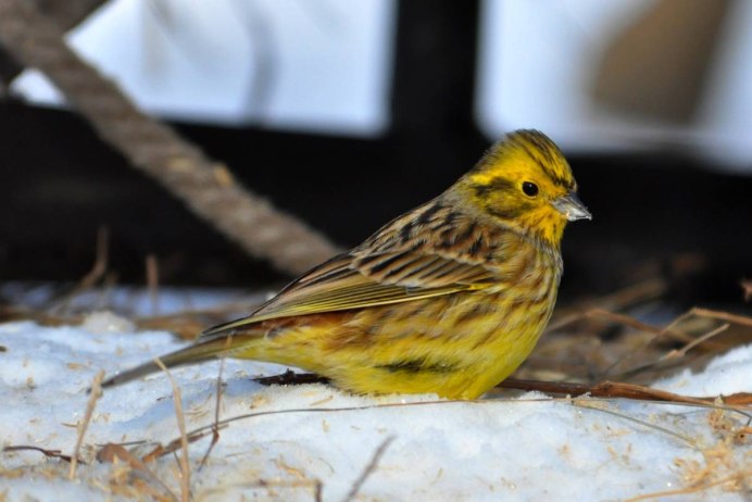 Обыкновенная овсянка самка