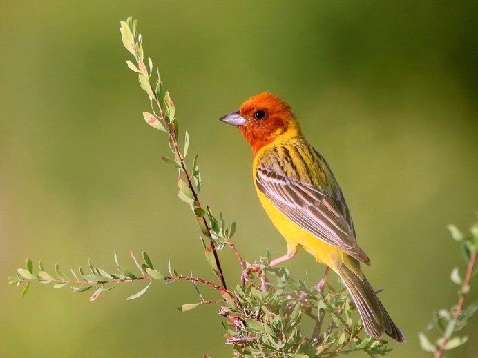 Овсянка обыкновенная птица