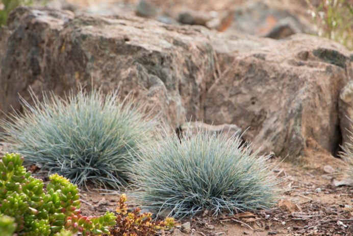 Овсянка птица стая