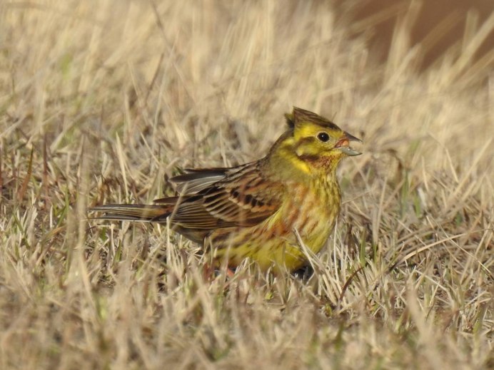 Овсянка Болотная птица citrinella